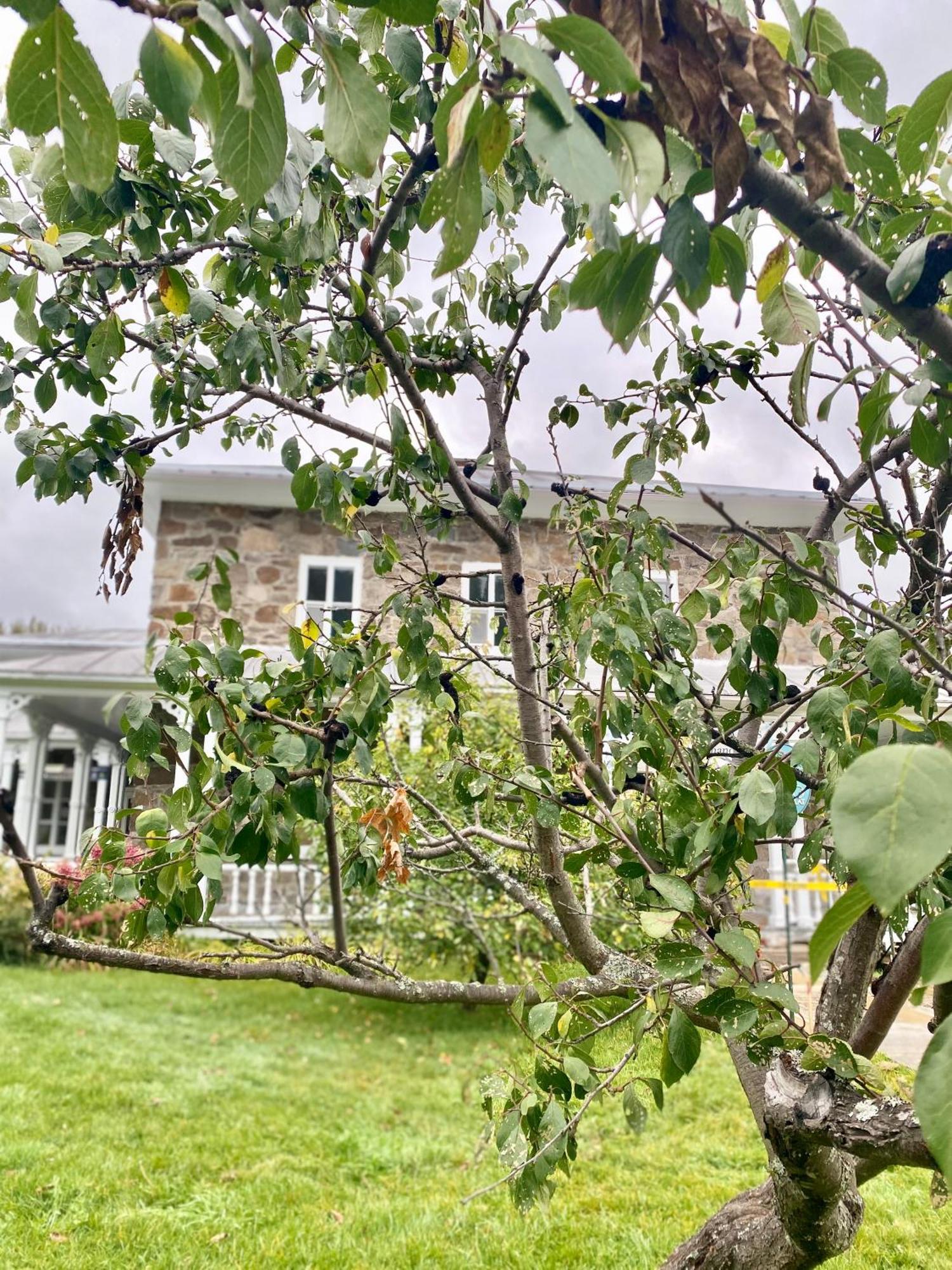 Belle Maison Avec Vue Sur La Riviere LʼAnse-Saint-Jean Extérieur photo